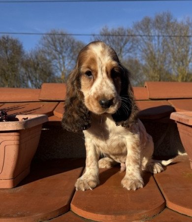 Angol cocker spániel