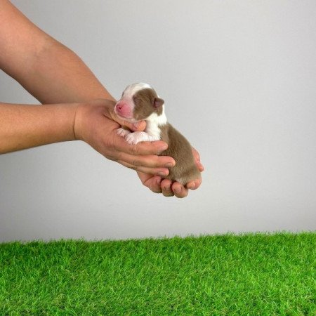 Ausztrál juhászkutya