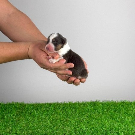 Ausztrál juhászkutya