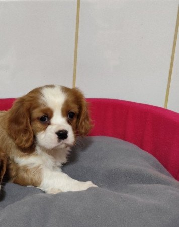 Cavalier king charles spániel