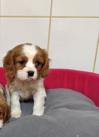 Cavalier king charles spániel