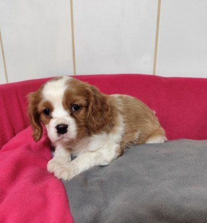 Cavalier king charles spániel