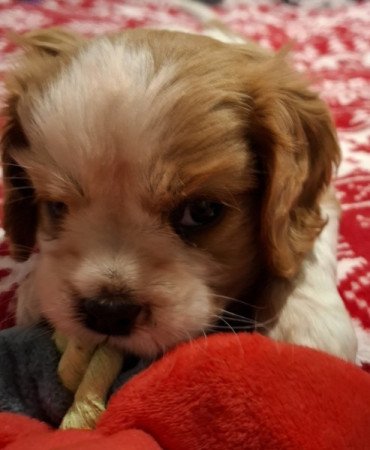 Cavalier King Charles spániel