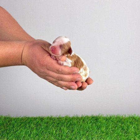 Cavalier King Charles Spániel