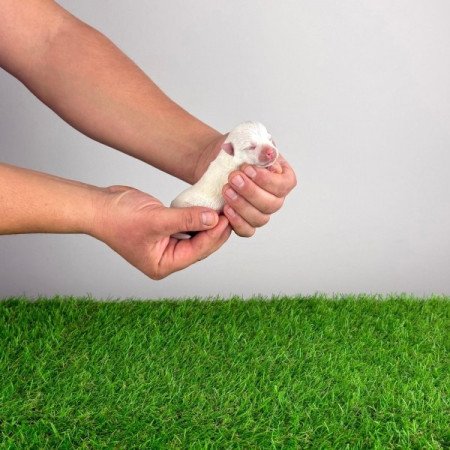 West Highland White terrier