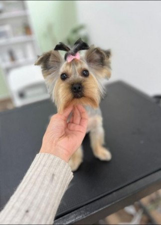 Yorkshire terrier