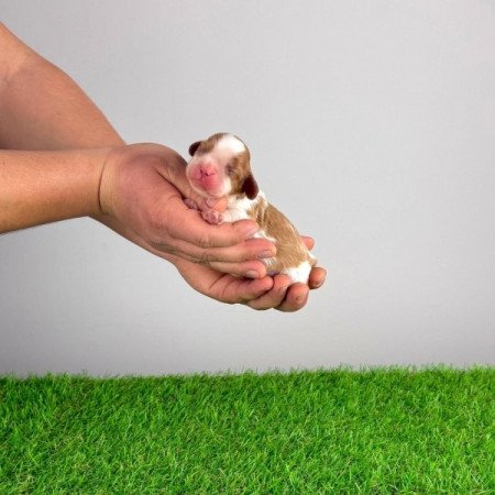 Cavalier King Charles Spániel