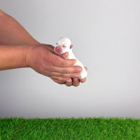 West Highland White terrier