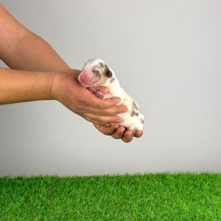 Ausztrál juhászkutya