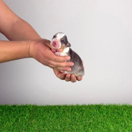 Ausztrál juhászkutya