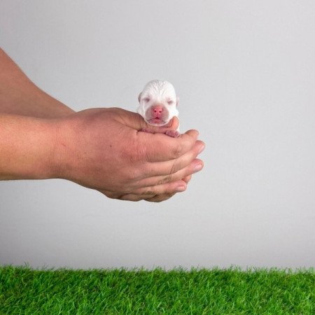 West Highland White terrier