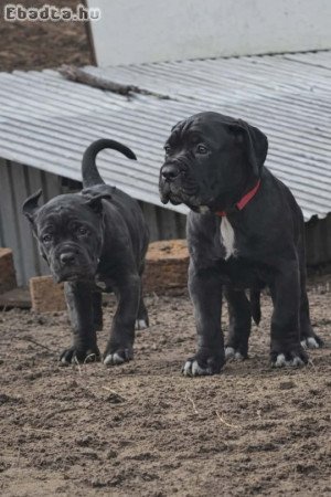 Cane Corso kölykök