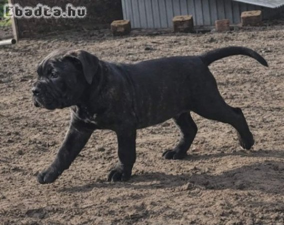 Cane Corso kölykök