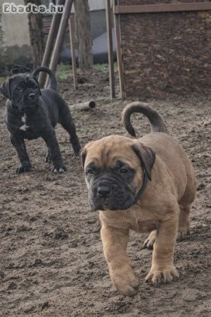 Cane Corso kölykök