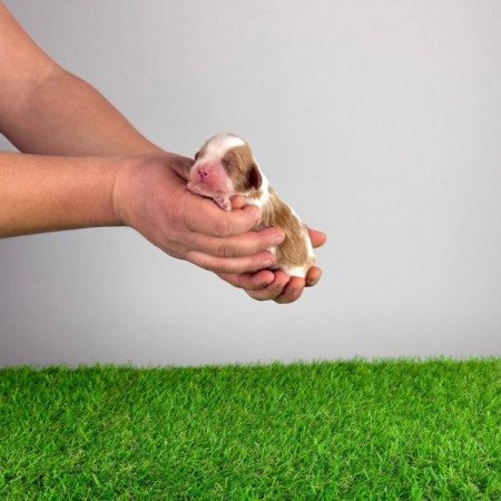 Cavalier King Charles Spániel