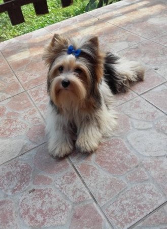 Yorkshire terrier biewer