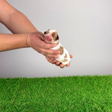 Cavalier King Charles Spániel