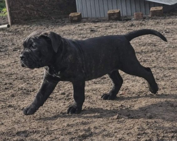 Cane Corso
