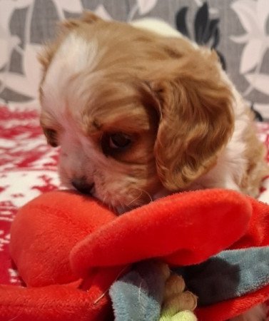 Cavalier King Charles spániel