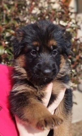 németjuhász (német juhász)