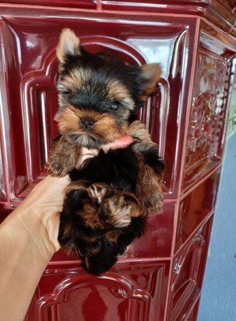 Yorkshire terrier