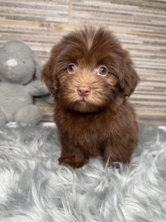 Bichon Havanese