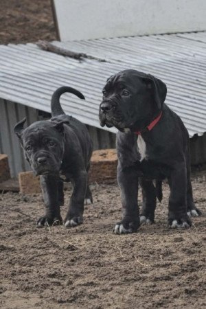 Cane Corso