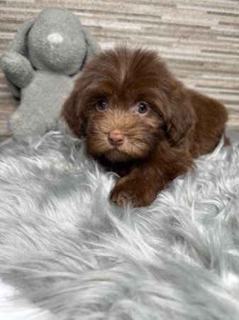 Bichon Havanese