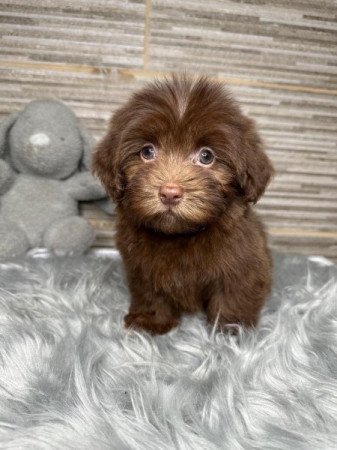 Bichon Havanese