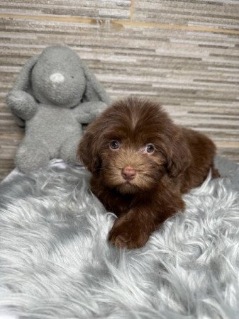 Bichon Havanese