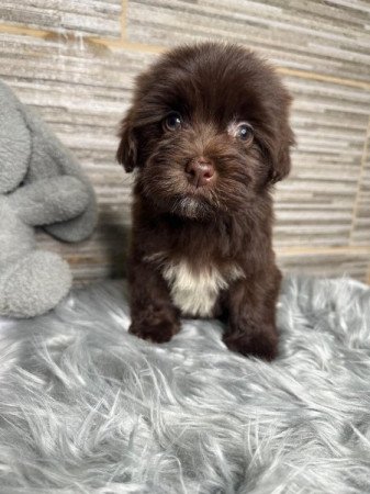 Bichon Havanese