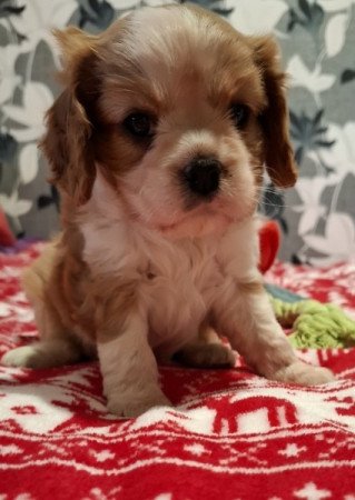 Cavalier King Charles spániel