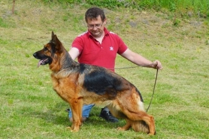 németjuhász (német juhász)