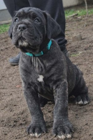 Cane Corso