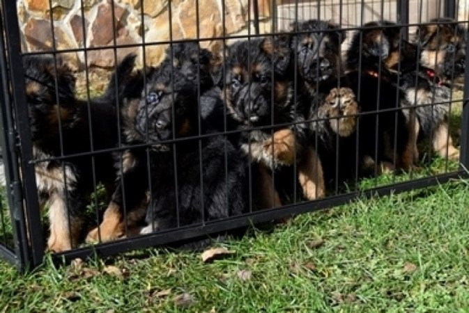 németjuhász (német juhász)