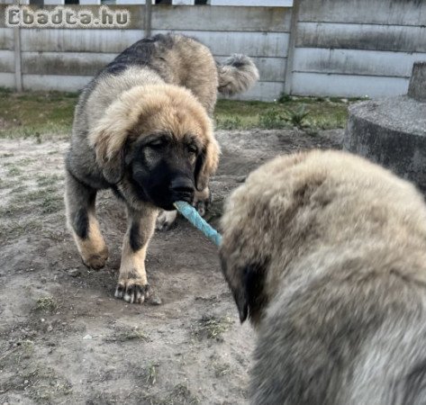 5 hónapos törzskönyvezett sarplaninac kan