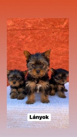 Yorkshire terrier