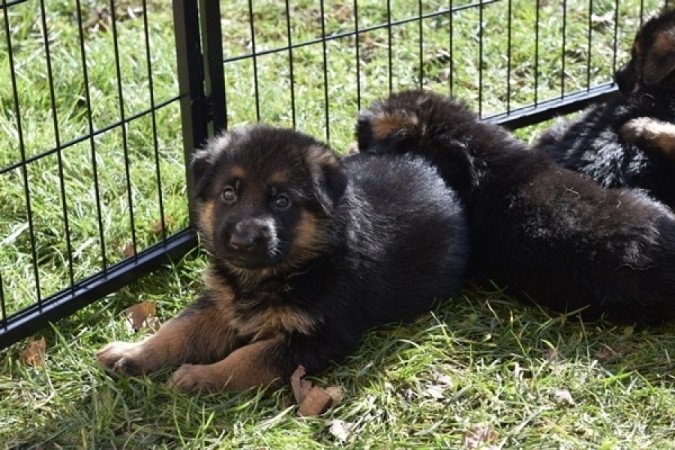 németjuhász (német juhász)