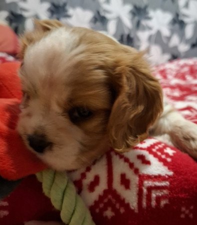 Cavalier King Charles spániel