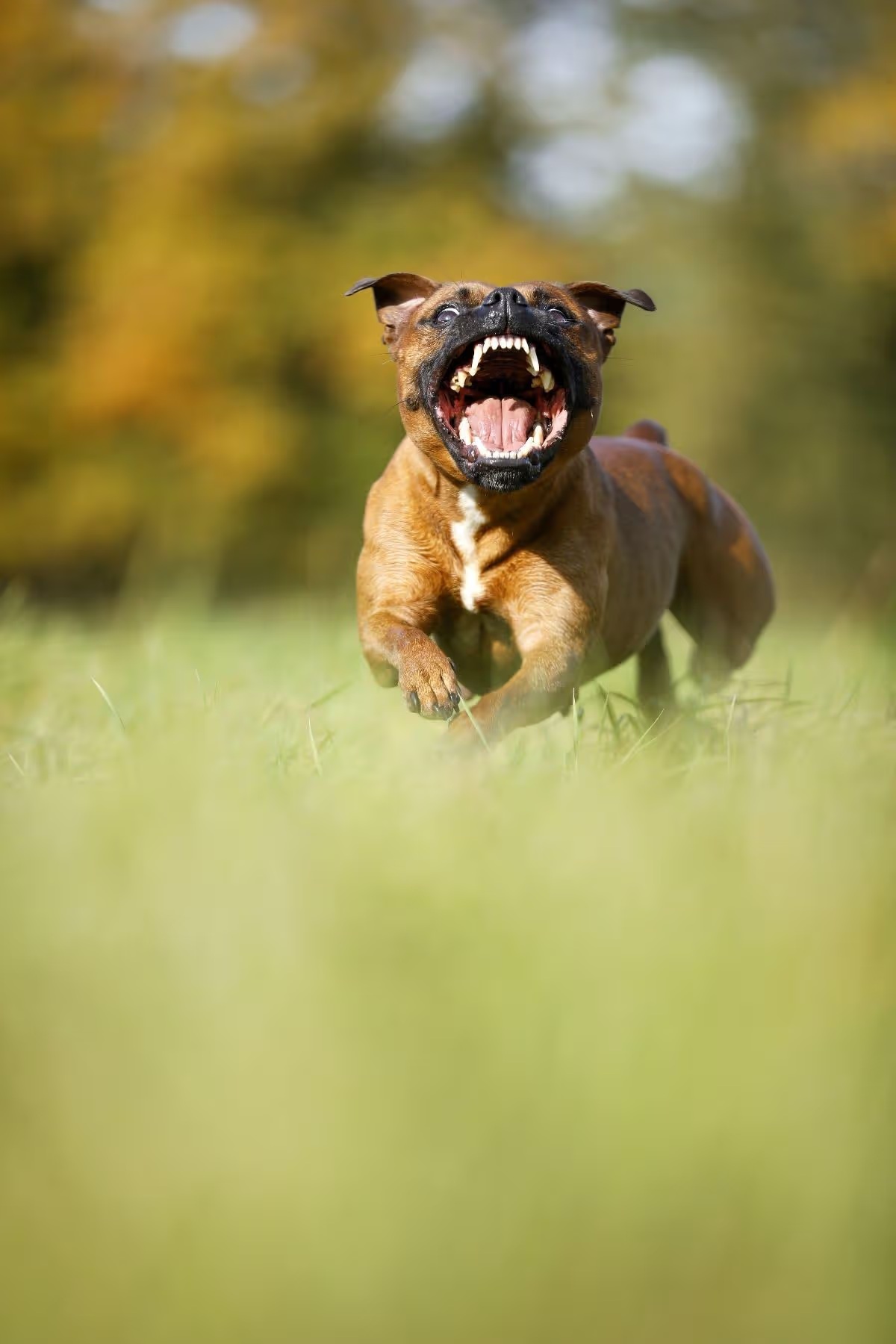 Kutya támadt a lányra a parkban