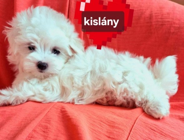 Bichon havanese
