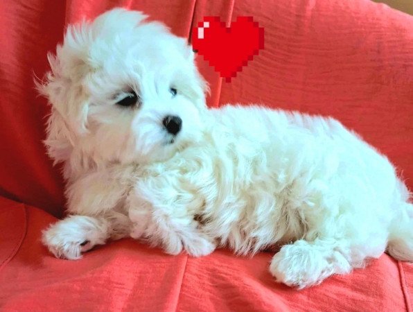 Bichon havanese