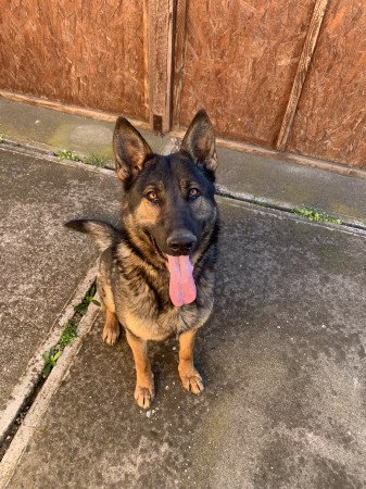 Ingyen elvihető 4évas kan Belga.