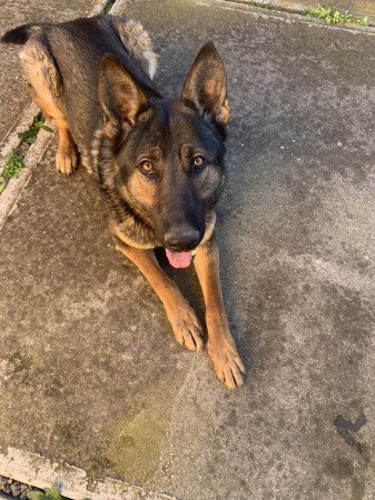 Ingyen elvihető 4évas kan Belga.