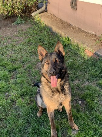 Ingyen elvihető 4évas kan Belga.