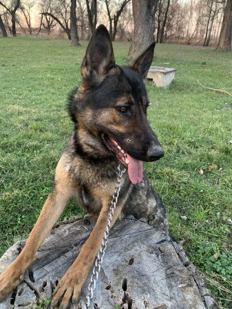 Ingyen elvihető 4évas kan Belga.