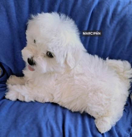 Bichon havanese