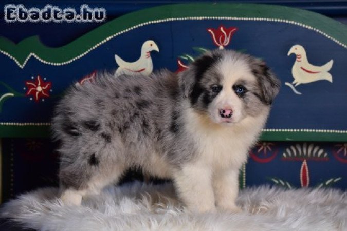 Border Collie kiskutyák költöznének