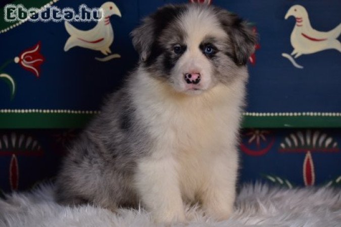 Border Collie kiskutyák költöznének