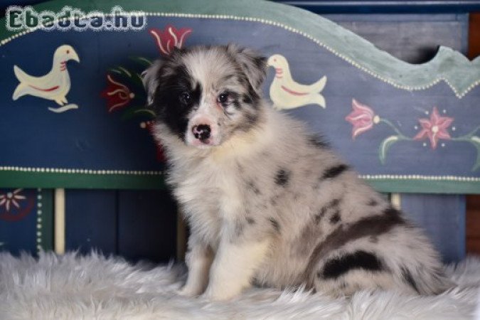 Border Collie kiskutyák költöznének